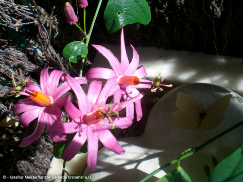 Gartenpflanzen