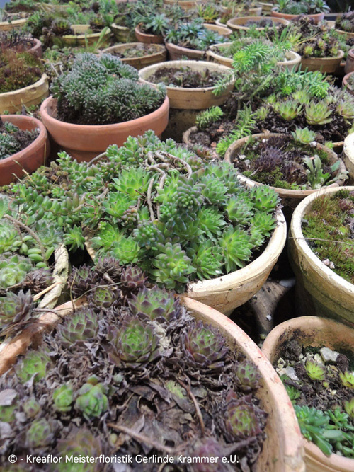 Gartenpflanzen