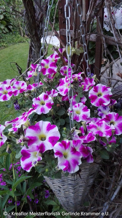 Blumenampel
