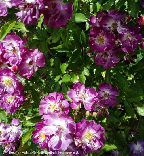 Gartenpflanzen