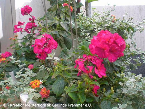 Gartenpflanzen