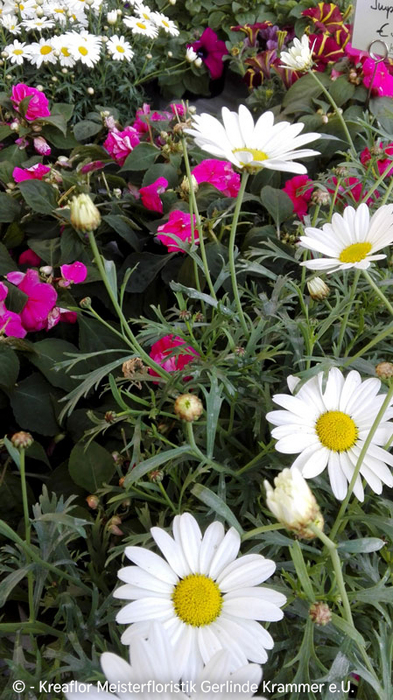 Gartenpflanzen