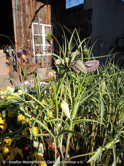 Gartenpflanzen