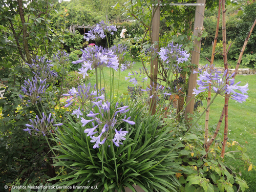 Gartenpflanzen
