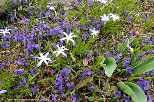 Gartenpflanzen