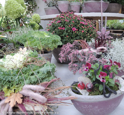 Gartenpflanzen